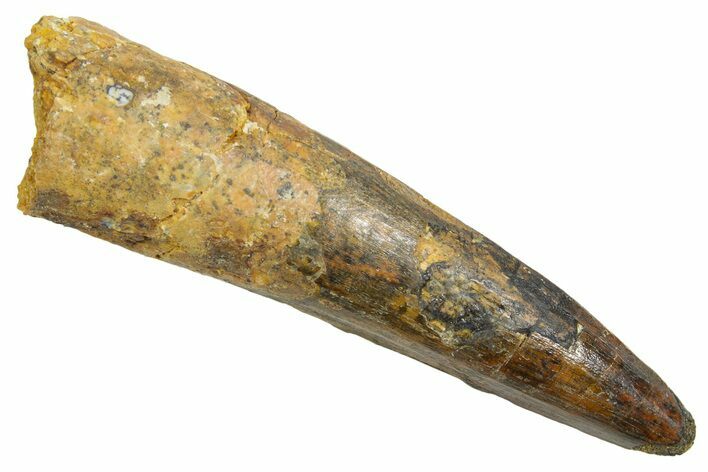 Fossil Spinosaurus Tooth - Real Dinosaur Tooth #363469